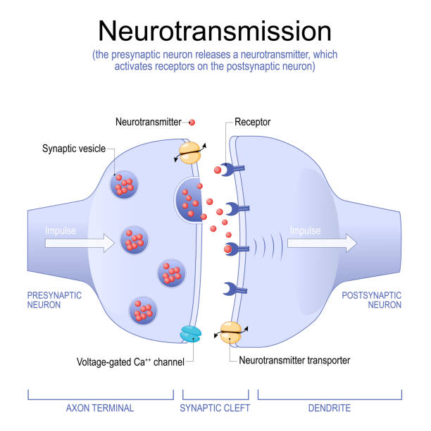 Synapse Structure. Neurotransmitter, synaptic vesicles and synaptic cleft. Neurotransmission. the presynaptic neuron releases a neurotransmitter, which activates receptors on the postsynaptic neuron. Synapse Structure. Neurotransmitter, synaptic vesicles and synaptic cleft. Anatomy of neurons. Vector Illustration. sensory impulse stock illustrations