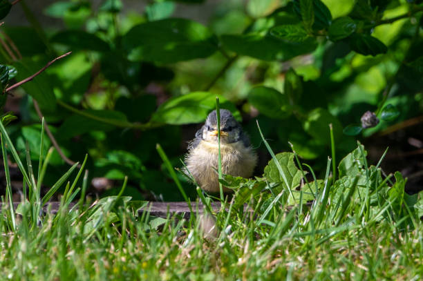 Juvenile blue tit bird, cyanistes caeruleus. Less than an hour after fledging from the nest box, hiding behind a blade of grass Juvenile blue tit bird, cyanistes caeruleus. Less than an hour after fledging from the nest box, hiding behind a blade of grass fledging stock pictures, royalty-free photos & images