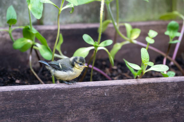 Juvenile blue tit bird, cyanistes caeruleus. Less than an hour after fledging from the nest box, juvenile bluetit perched on a flower box border Juvenile blue tit bird, cyanistes caeruleus. Less than an hour after fledging from the nest box, juvenile bluetit perched on a flower box border fledging stock pictures, royalty-free photos & images