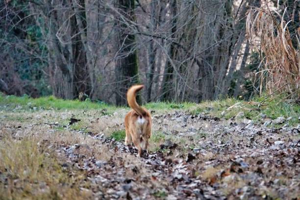 istock deer in the forest, photo picture digital image 1405683814