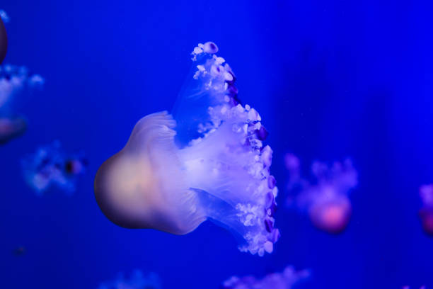 istock Jellyfish Dangerous Poisonous Medusa 1405685040