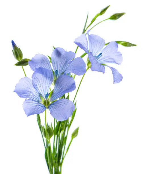 Photo of Flax flowers isolated on white background. Bouquet of blue common flax, linseed or linum usitatissimum.