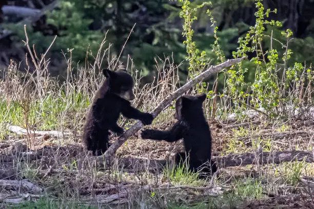 Photo of The American black bear (Ursus americanus) is a medium-sized bear native to North America and found in Yellowstone National Park. Young cub. Playing.