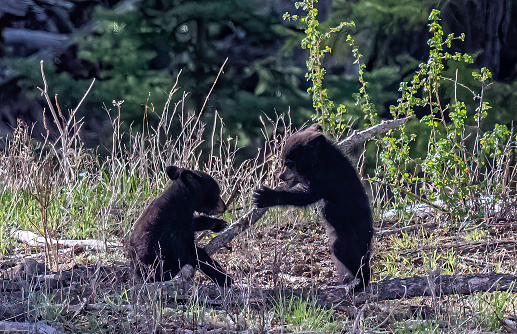 The American black bear (Ursus americanus) is a medium-sized bear native to North America and found in Yellowstone National Park. Young cub. Playing.