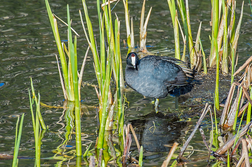 The American coot (Fulica americana) (a.k.a. mud hen) is a bird of the family Rallidae. Yellowstone National Park, Wyoming.