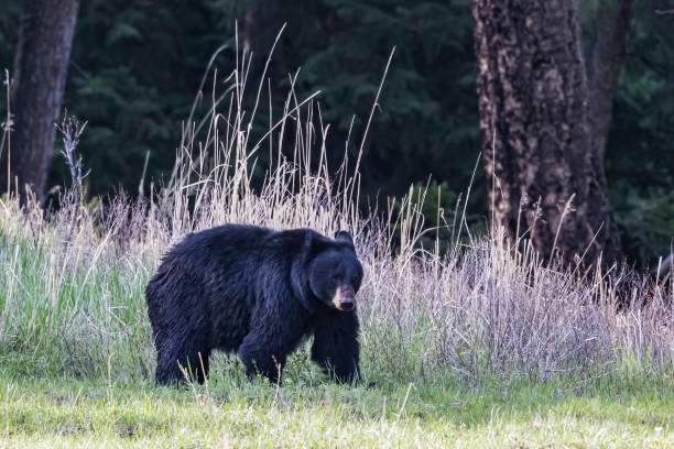 istock The American black bear (Ursus americanus) is a medium-sized bear native to North America and found in Yellowstone National Park. A male bear. 1405686066