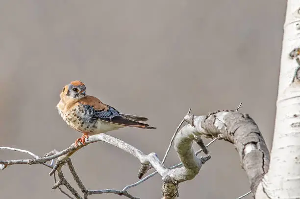 The American kestrel (Falco sparverius) is the smallest and most common falcon in North America. Yellowstone National Park, Wyoming.