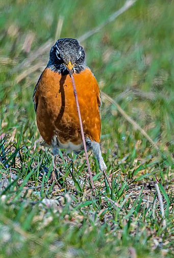 A male American Robin foraging for earthworms in a field in Washington State.