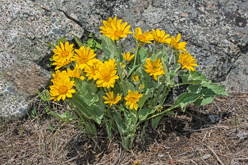 Balsamorhiza sagittata is a species of flowering plant in the sunflower tribe of the plant family Asteraceae called arrowleaf balsamroot. Yellowstone National Park, Wyoming.