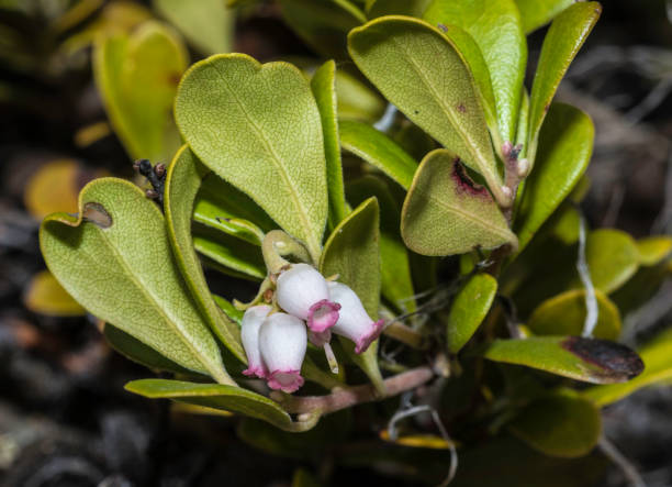 arctostaphylos uva-ursi è una specie vegetale del genere arctostaphylos (manzanita). i suoi nomi comuni includono kinnikinnick, pinemat manzanita e uva ursina.  parco nazionale di yellowstone, wyoming. - bearberry foto e immagini stock