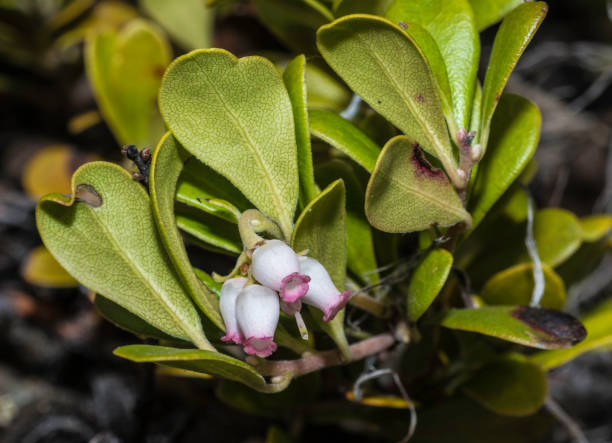 arctostaphylos uva-ursi는 arctostaphylos (manzanita) 속의 식물 종입니다. 그것의 일반적인 이름은 kinnikinnick, pinemat manzanita 및 bearberry를 포함합니다.  옐로스톤 국립공원, 와이오밍. - bearberry 뉴스 사진 이미지