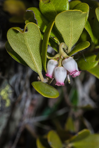 Arctostaphylos uva-ursi is a plant species of the genus Arctostaphylos (manzanita). Its common names include kinnikinnick,  pinemat manzanita and bearberry.  Yellowstone National Park, Wyoming.