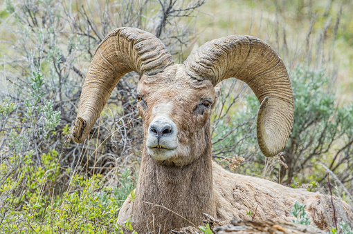 Bighorn sheep, Ovis canadensis found in Yellowstone National Park, Wyoming. Male with large horns. Close-up.