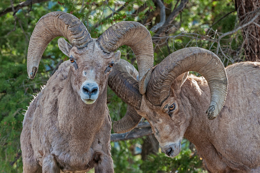 Bighorn sheep, Ovis canadensis found in Yellowstone National Park, Wyoming. Males with large horns. Pushing and testing each other. Fighting.