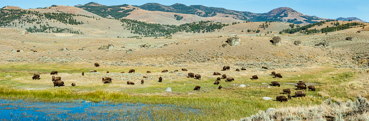 The American bison (Bison bison), also commonly known as the American buffalo found in numbers in Yellowstone National Park, Wyoming. A herd with some young animals. New born animals.