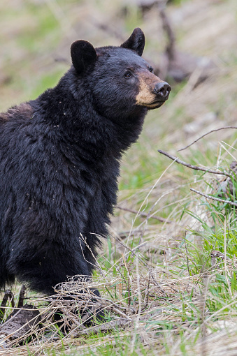 The American black bear (Ursus americanus) is a medium-sized bear native to North America and found in Yellowstone National Park. A male bear.