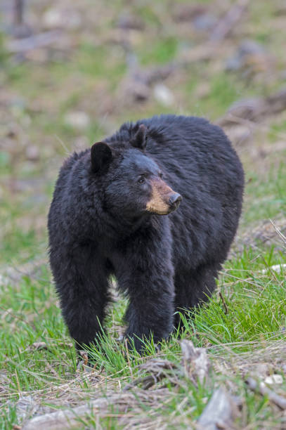 ursus americanus é um urso de tamanho médio nativo da américa do norte e encontrado no parque nacional de yellowstone. um urso macho. - male animal american black bear mammal animals in the wild - fotografias e filmes do acervo