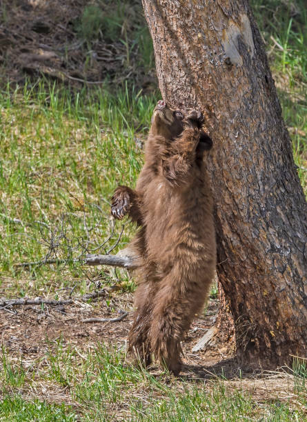 The American black bear (Ursus americanus) is a medium-sized bear native to North America and found in Yellowstone National Park. Young cub. Playing. Cinnamon color.