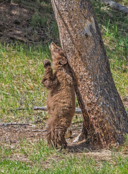 Brown bear cubs playing in the forest