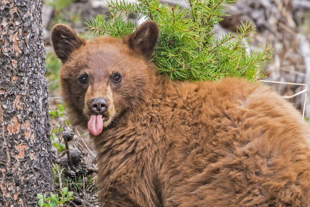 The American black bear (Ursus americanus) is a medium-sized bear native to North America and found in Yellowstone National Park. Young cub. Playing. Cinnamon color.