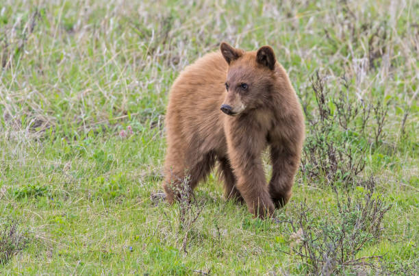 istock The American black bear (Ursus americanus) is a medium-sized bear native to North America and found in Yellowstone National Park. Young cub. Playing. Cinnamon color. 1405687145