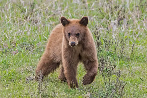 The American black bear (Ursus americanus) is a medium-sized bear native to North America and found in Yellowstone National Park. Young cub. Playing. Cinnamon color.
