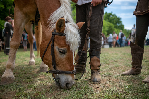 A brown horse with a white mane grazes grass at the feet of two people in a historical reenactment.