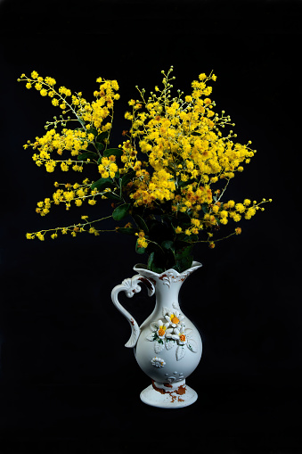 Beautiful fresh Golden Wattle (AKA Mount Morgan Wattle, Silver Wattle and Queensland Wattle) Acacia Podalyriifolia, in a decorative white ceramic Vase isolated on a black background.  Australia.