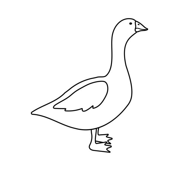 wektor ręcznie rysowana płaska kaczka gęsi - duck beak humor drawing stock illustrations