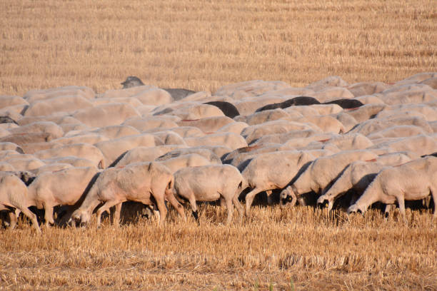 Photo picture flock of sheep in central spain