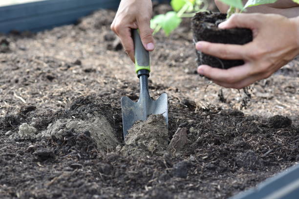 istock plant hands earth cucumber tomatoes garden ecology bio 1405689837