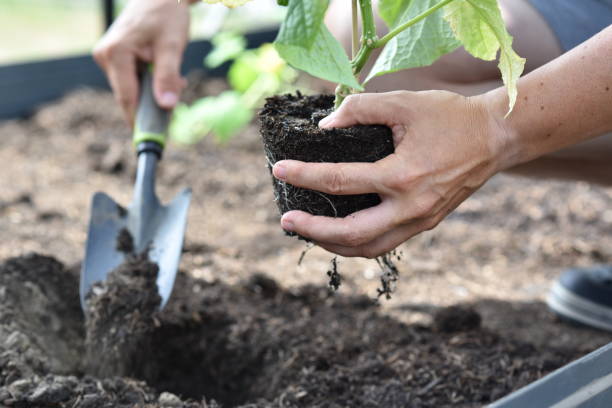 istock plant hands earth cucumber tomatoes garden ecology bio 1405689838