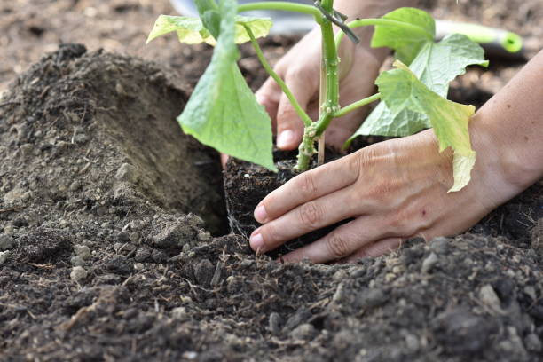istock plant hands earth cucumber tomatoes garden ecology bio 1405689870