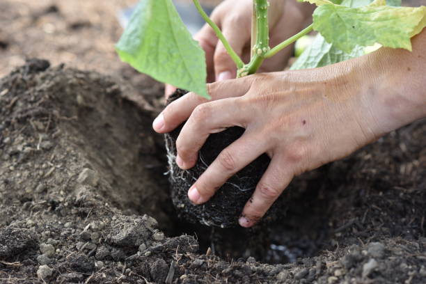 istock plant hands earth cucumber tomatoes garden ecology bio 1405689877