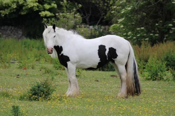istock White and Black Horse 1405690930