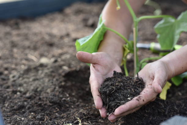 istock plant hands earth cucumber tomatoes garden ecology bio 1405690976