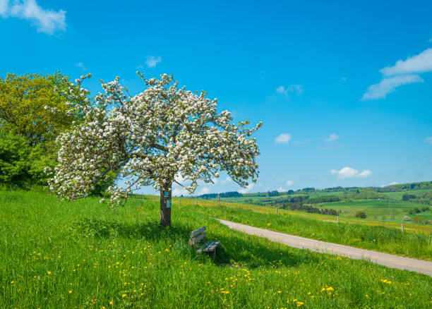 Bright vibrant yellow flowering field of canola rapeseed with spring cherry blossom trees under a dramatic sky, Aeugst am Albis, Zurich, Switzerland