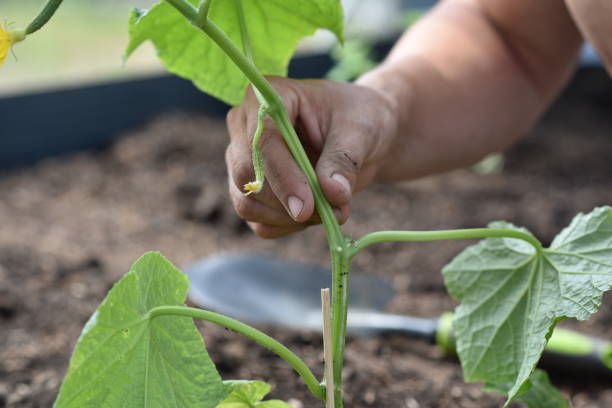 istock plant hands earth cucumber tomatoes garden ecology bio 1405691028
