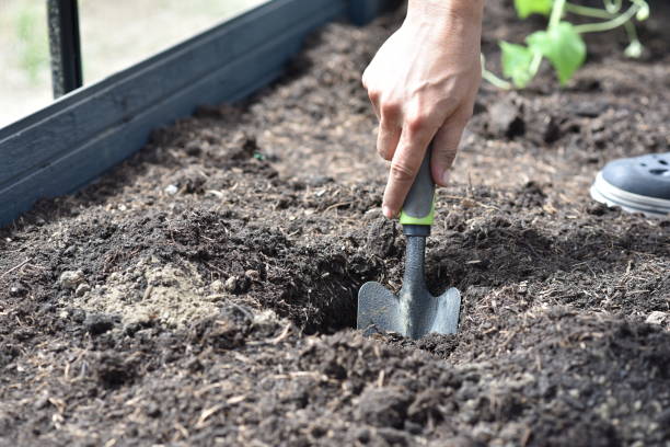istock plant hands earth cucumber tomatoes garden ecology bio 1405691089