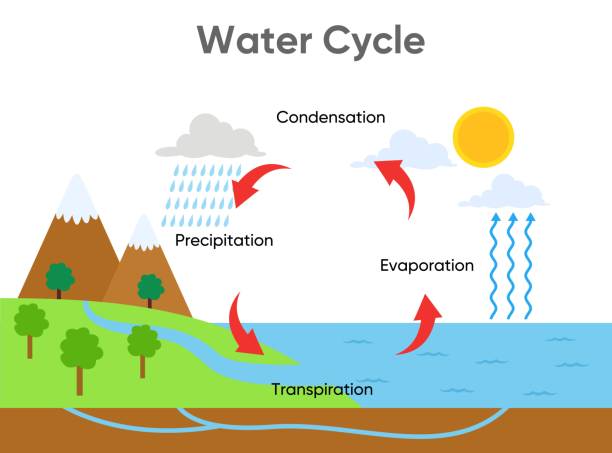 ilustraciones, imágenes clip art, dibujos animados e iconos de stock de diagrama del ciclo del agua con lluvia y océano, ilustración de diseño vectorial - evaporación