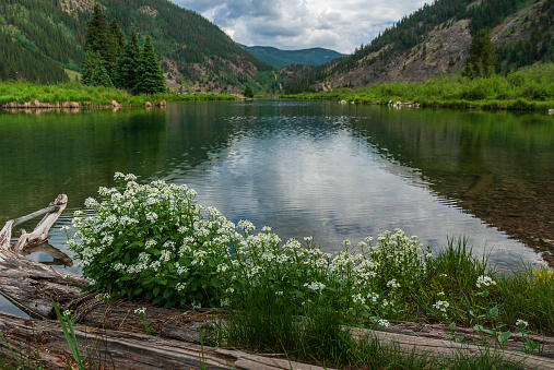 Pine Trees and mountains are reflected in a calm mountain pond in Summit County, Colorado during the summer.  Water-cress plants and flowers adorn the shoreline.