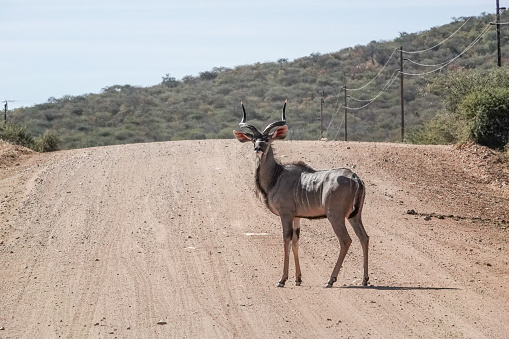 Kudu in the Omboroko Mountains of Otjozondjupa Region, Namibia