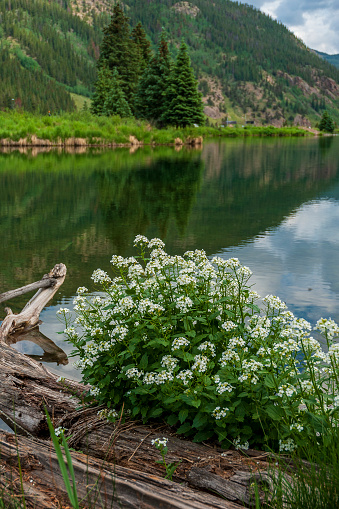 Pine Trees and mountains are reflected in a calm mountain pond in Summit County, Colorado during the summer.  Water-cress plants and flowers adorn the shoreline.