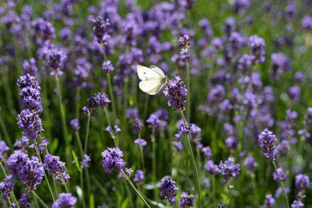 Large white butterfly on lavender flowers on a summer day.