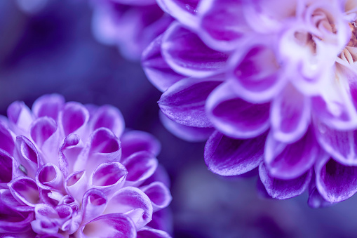 Close up Soft purple Chrysanthemum flowers nature