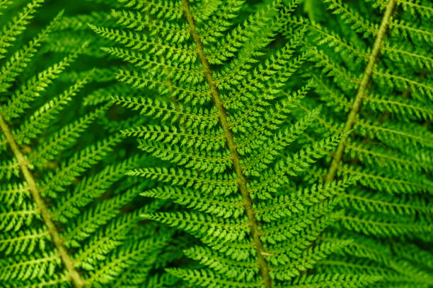 istock green fern close-up 1405692717