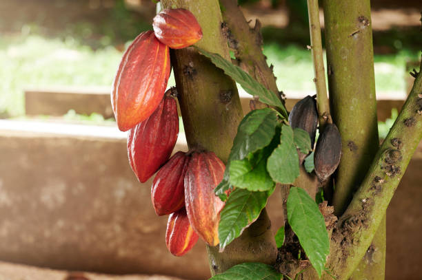istock Cacao pods grow on tree 1405693436