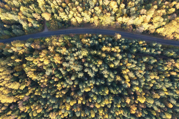 istock Clean road in autumn park 1405693447