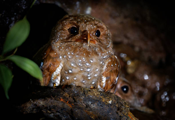 oilbird - steatornis caripensis również guacharo, ptak podobny do nightjar, gniazdujący w koloniach w jaskiniach, nocne karmniki na owocach palmy olejowej, dostosowany wzrok, nawigacja przez echolokację - nocturnal animal zdjęcia i obrazy z banku zdjęć
