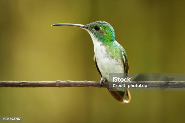 Andean Emerald Uranomitra Franciae Hummingbird Green And White Bird Found At Forest Edge Woodland Gardens And Scrub In The Andes Of Colombia Ecuador And Peru Red Flower Stock Photo - Download Image Now